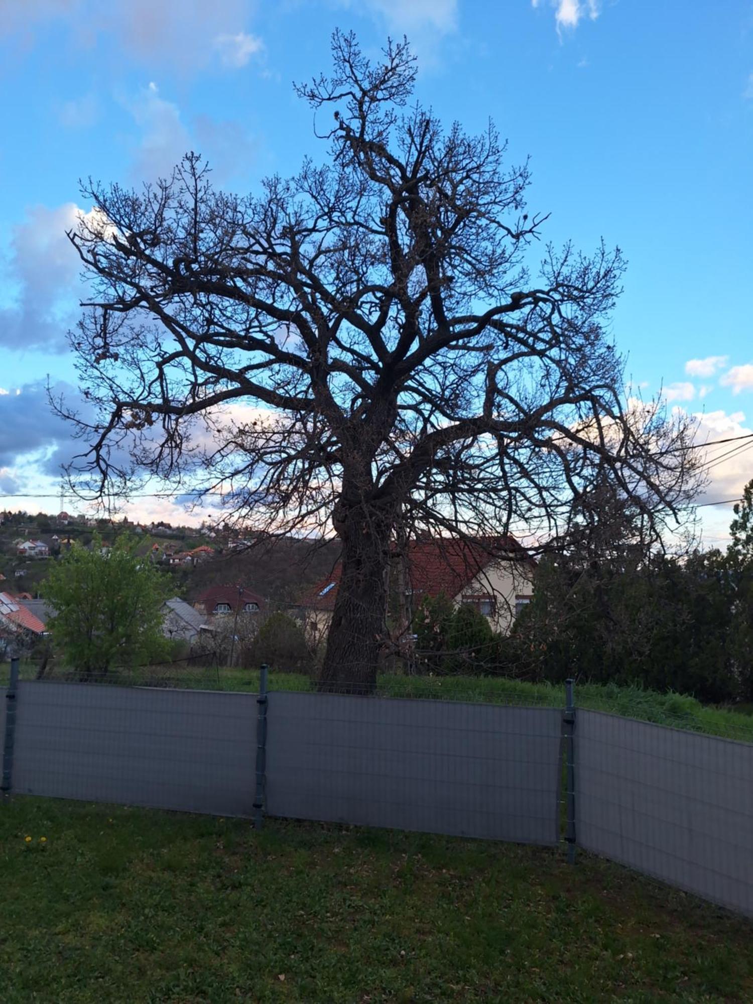 Makra-teto Oeregtoelgy
